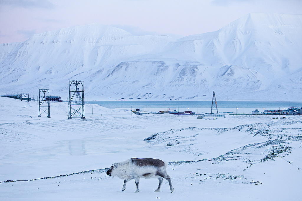 Ren på Svalbard Ren på Svalbard
